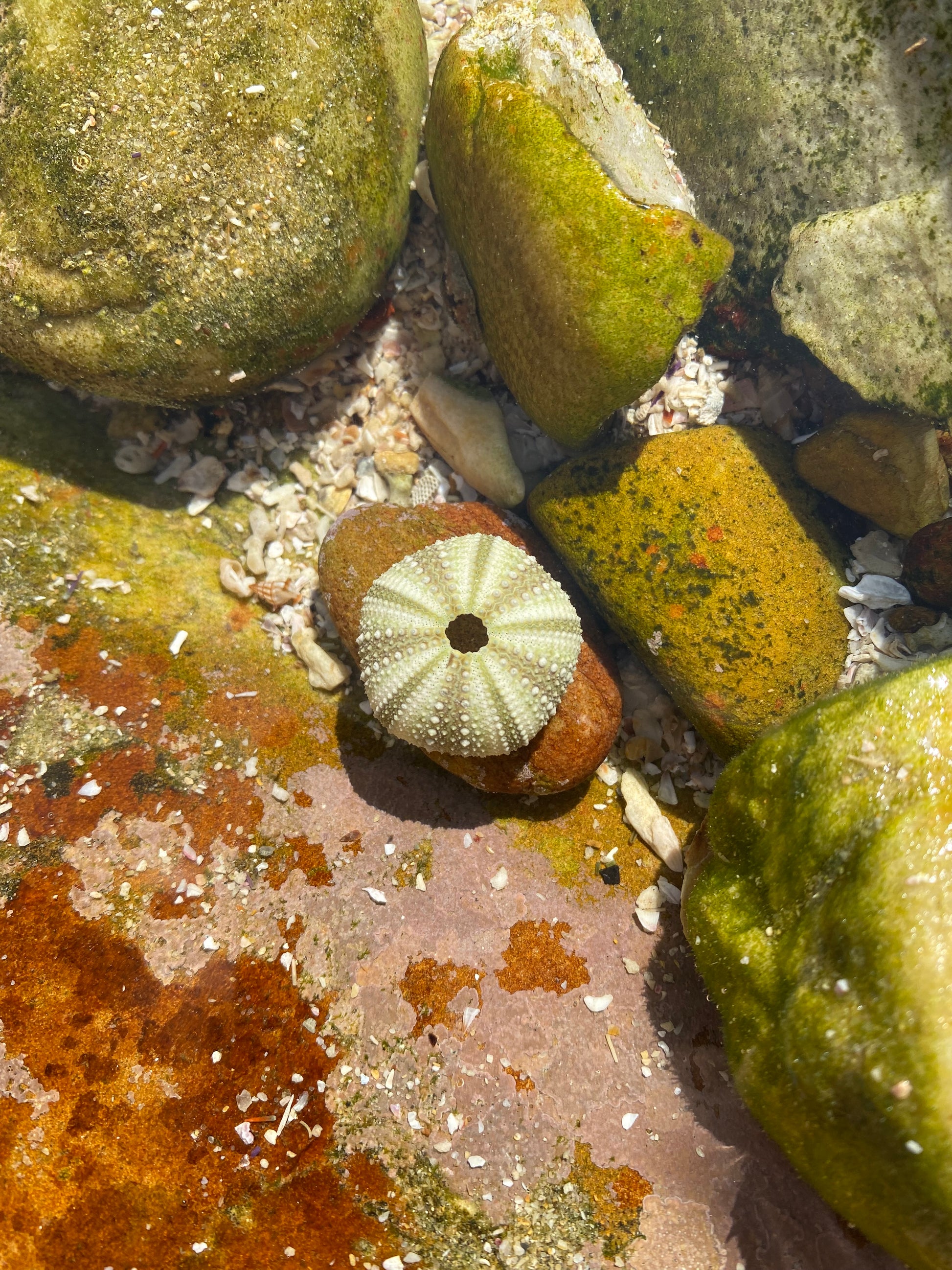 "Small sterling silver sea urchin pendant juxtaposed with its natural counterpart among rocks and moss, illustrating the inspiration behind the design.
