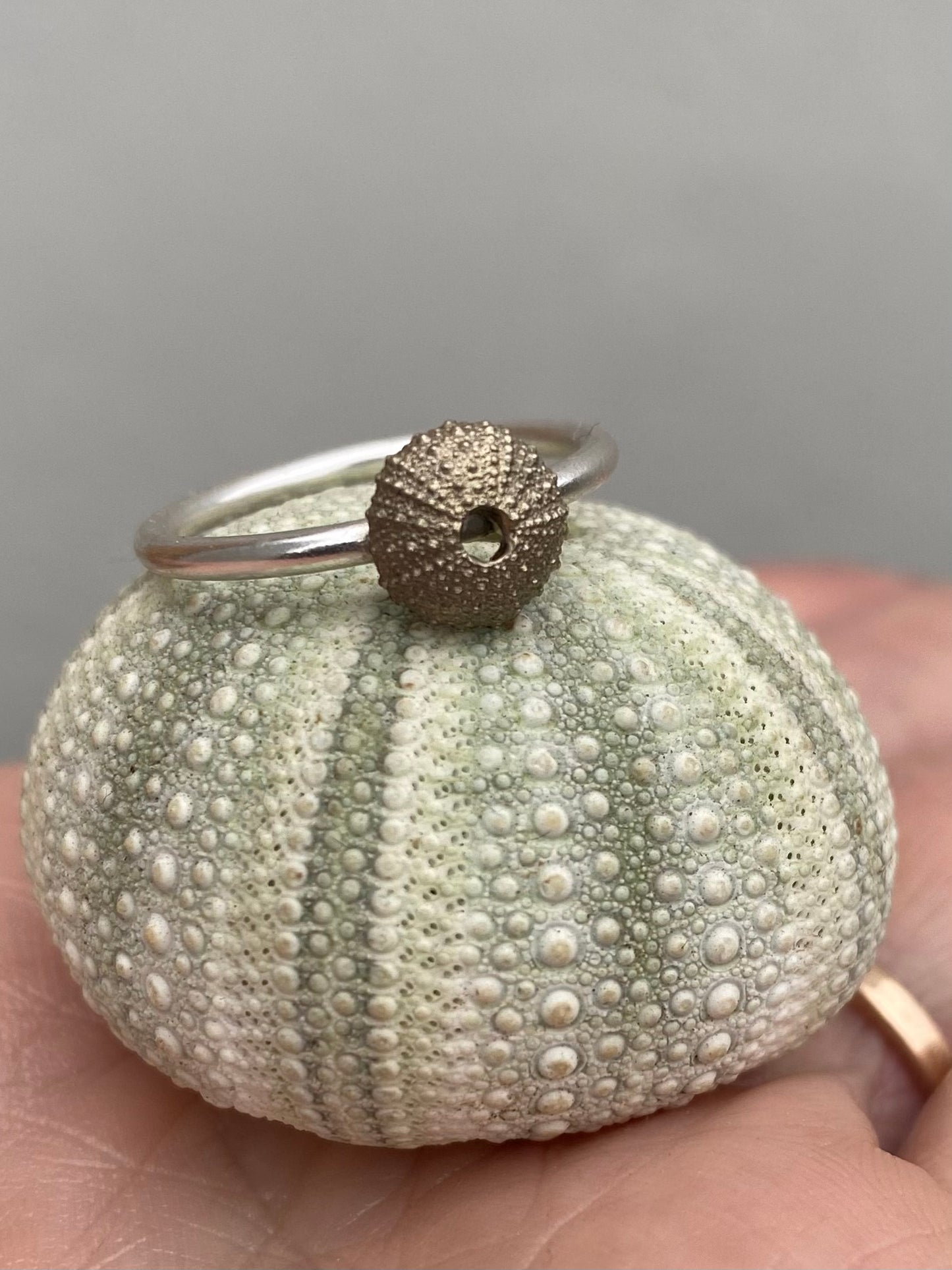 Small sea urchin shell adorned with a matching sterling silver sea urchin ring