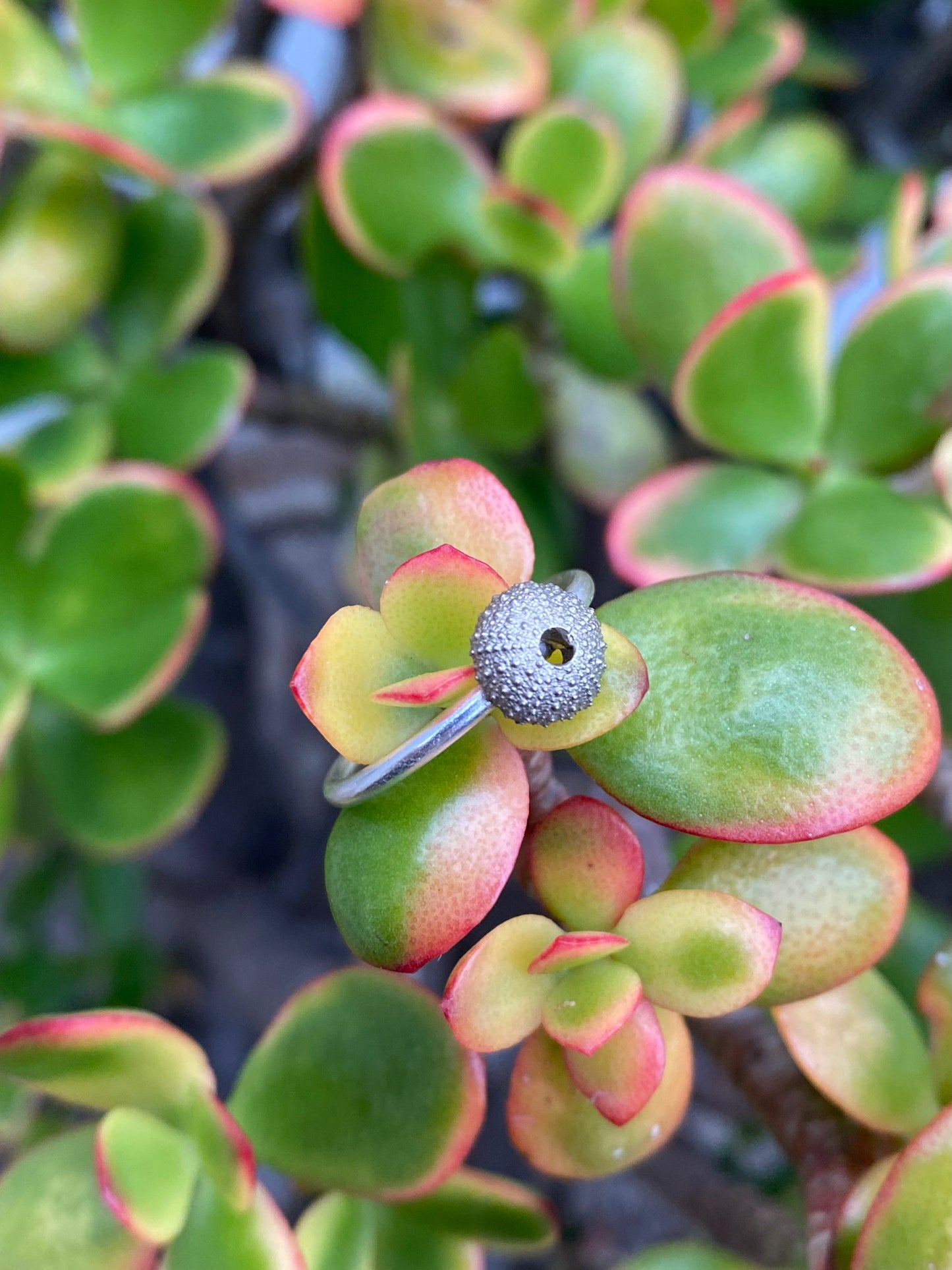 Sea urchin ring