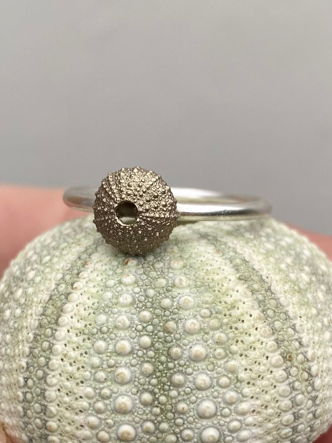 Sterling silver sea urchin ring perched atop a natural sea urchin shell