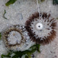 Small Sea Urchin Necklace - sterling silver pendant beside real sea urchins on sandy shore