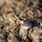 Scallop Shell Pendant Necklace - pendant resting on coastal rock in warm natural light, sterling silver with bail detail