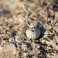Large Sterling Silver Sea Urchin Pendant - side angle on weathered coastal rock