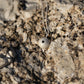 mediuym sea urchin pendant- sterling silver with flat curb chain - laying on granite rock- lifestyle shoot