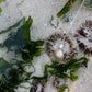 Scallop Shell Pendant Necklace - close-up detail on rocky shore showing sterling silver shell texture and bail ring