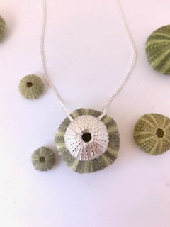 Sea urchin - medium